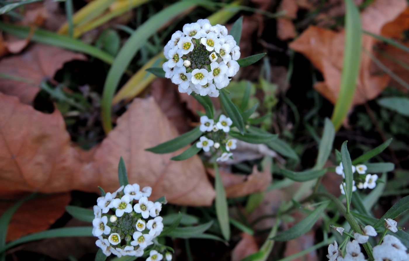 Image of Lobularia maritima specimen.