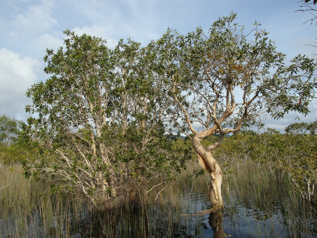 Image of Melaleuca leucadendra specimen.