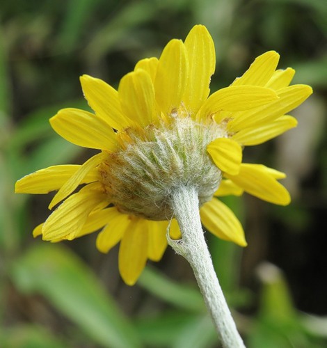 Изображение особи Anthemis tinctoria.