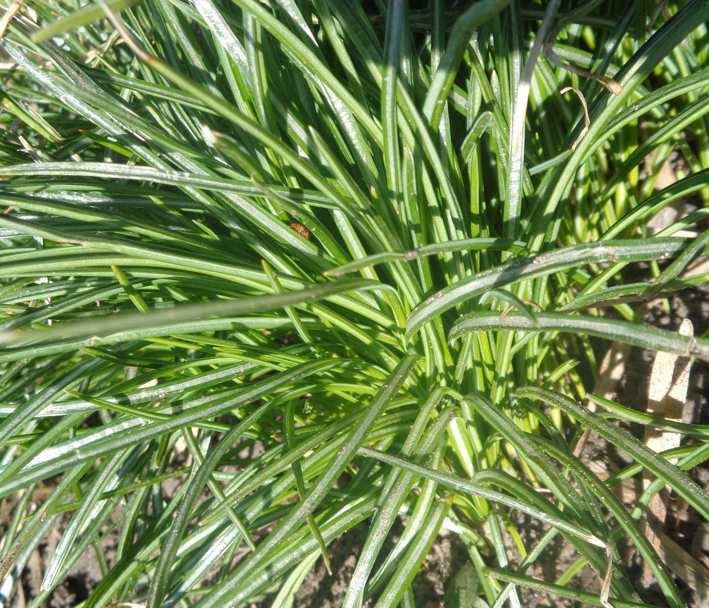 Image of genus Crocus specimen.