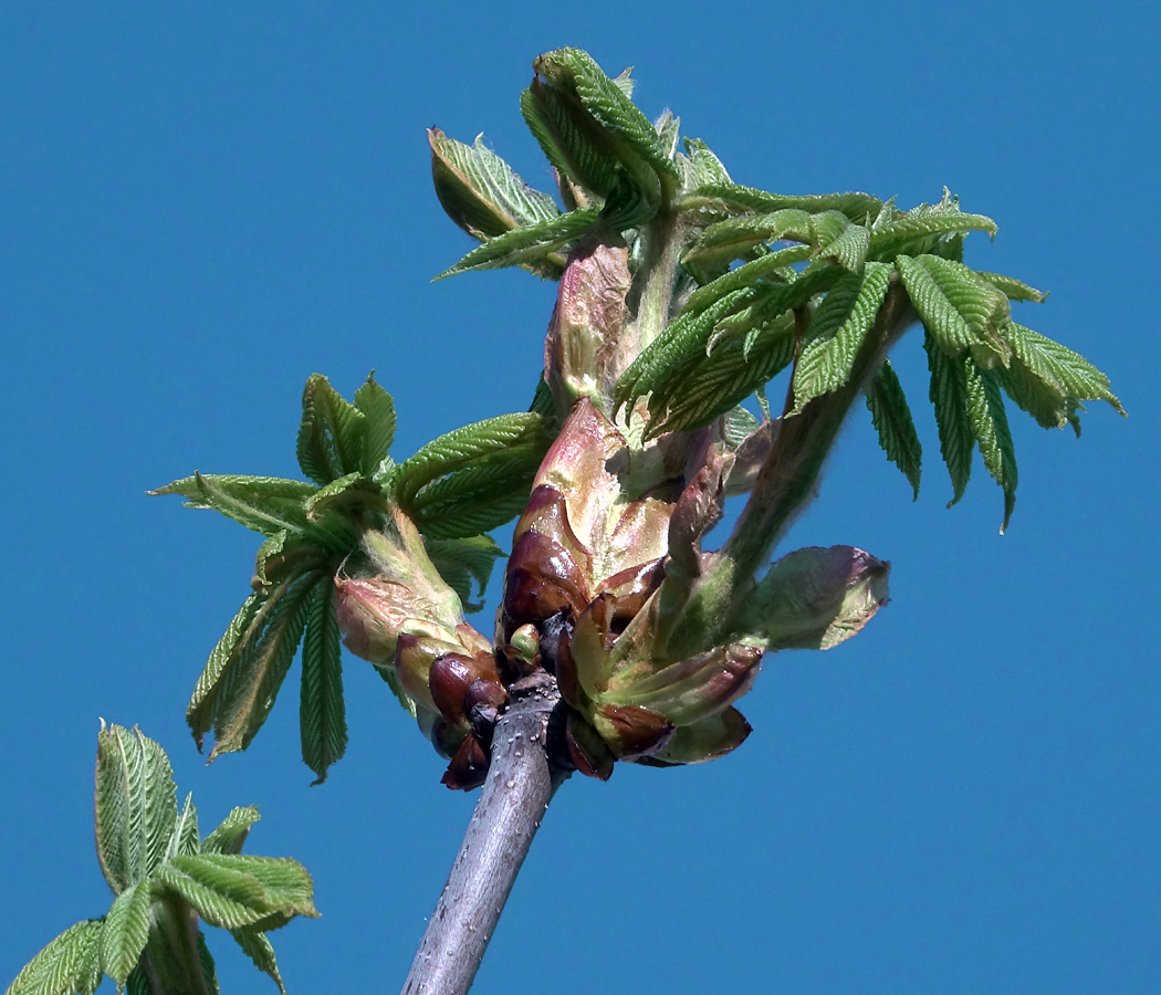 Image of Aesculus hippocastanum specimen.