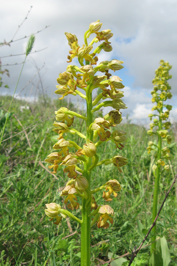 Изображение особи Orchis punctulata.