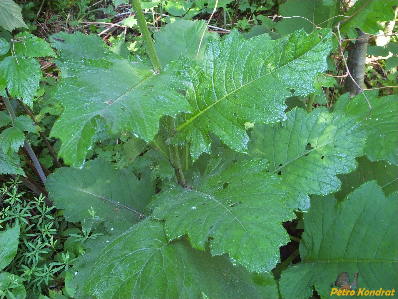 Изображение особи Cirsium waldsteinii.