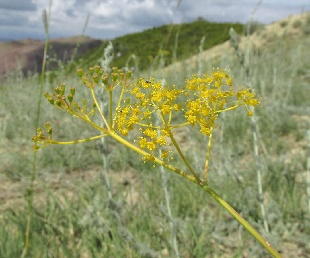 Изображение особи Ferula caspica.