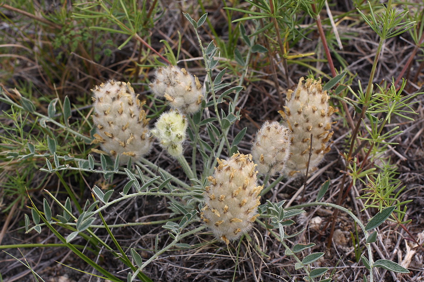 Image of Astragalus lupulinus specimen.