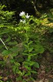 Gadellia lactiflora. Цветущее растение. Карачаево-Черкесия, Урупский р-н, 7 км к северу от пос. Рожкао, широколиственный лес, у ручья. 4 августа 2019 г.