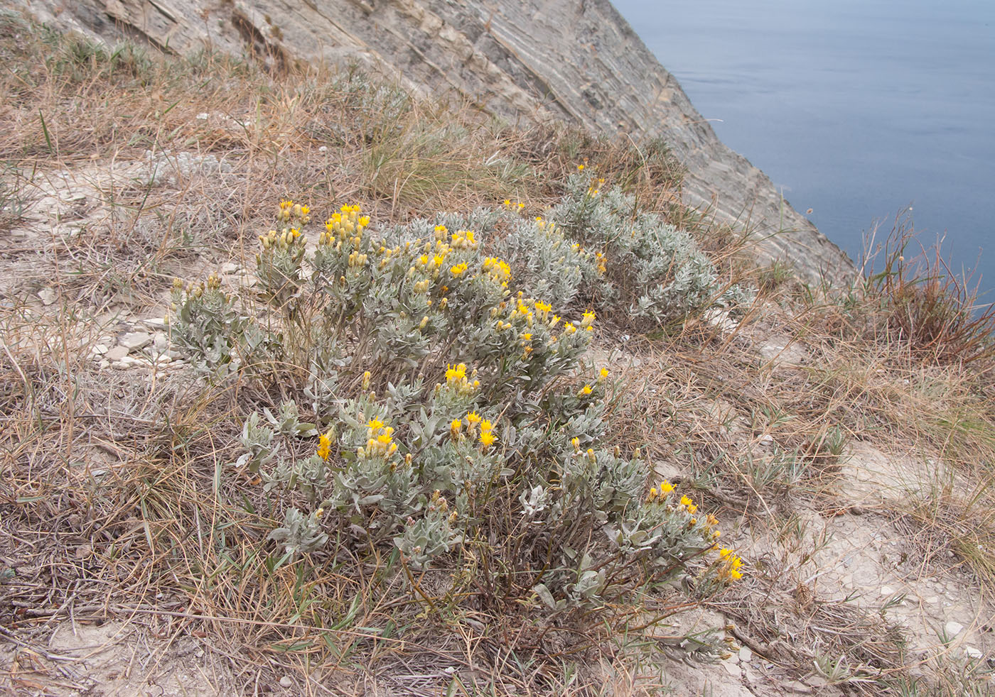 Image of Galatella villosa specimen.