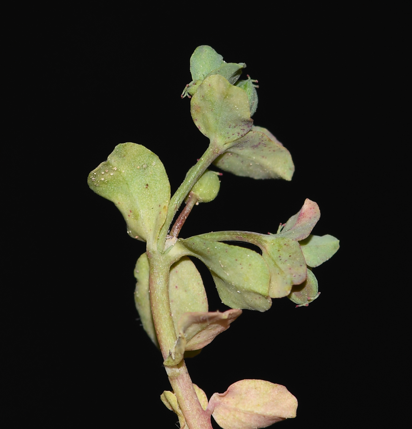 Image of Euphorbia chamaepeplus specimen.