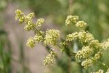 Galium × pomeranicum. Верхушка побега с соцветиями. Санкт-Петербург, Кронштадтский р-н; о-в Котлин, форт \"Шанец\", склон земляного вала с луговой растительностью. 23.06.2019.