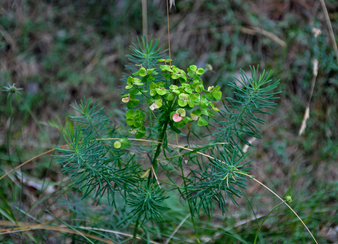 Image of Euphorbia cyparissias specimen.