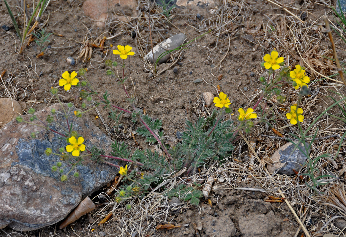 Image of genus Potentilla specimen.