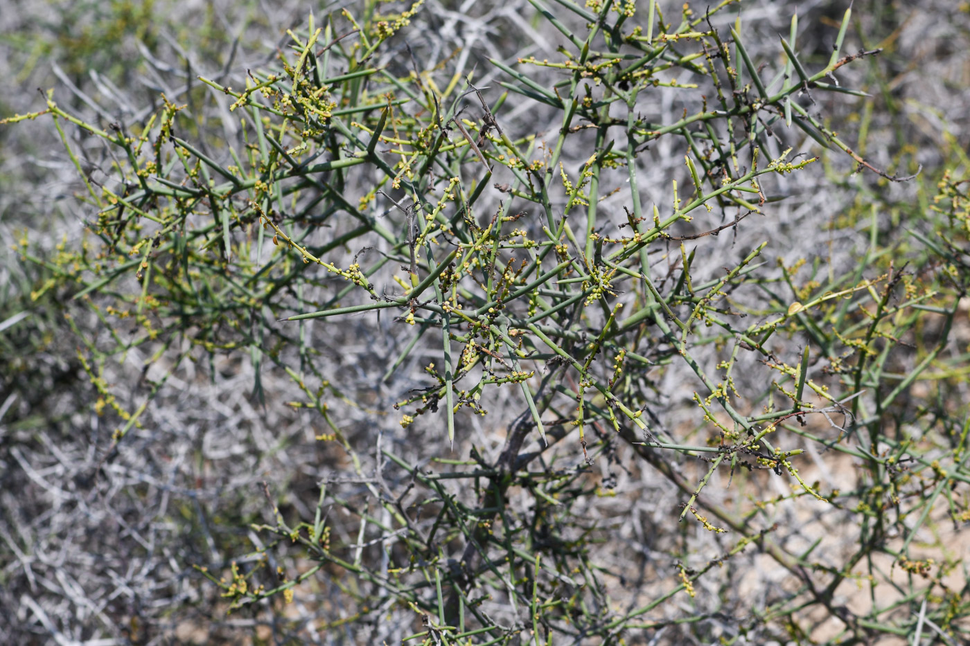 Image of Scutia spicata specimen.