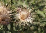 Cirsium vulgare