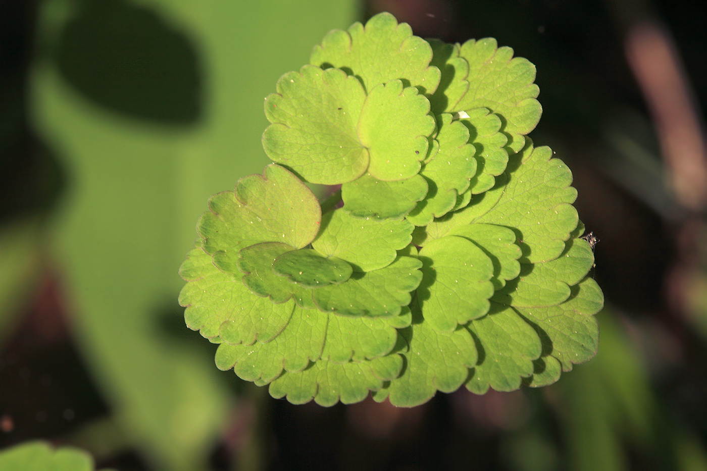 Изображение особи Thalictrum aquilegiifolium.