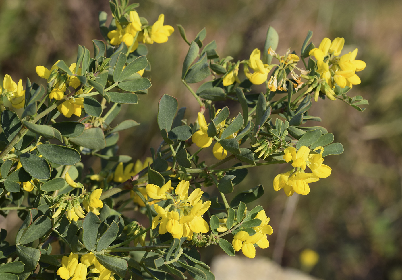 Image of Coronilla valentina ssp. glauca specimen.