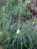 Allium oleraceum. Верхушка побега с нераскрывшимся соцветием. Украина, Черкасская обл., Каневский р-н, Региональный ландшафтный парк \"Трахтемиров\", обочина грунтовой дороги. 3 июля 2010 г.