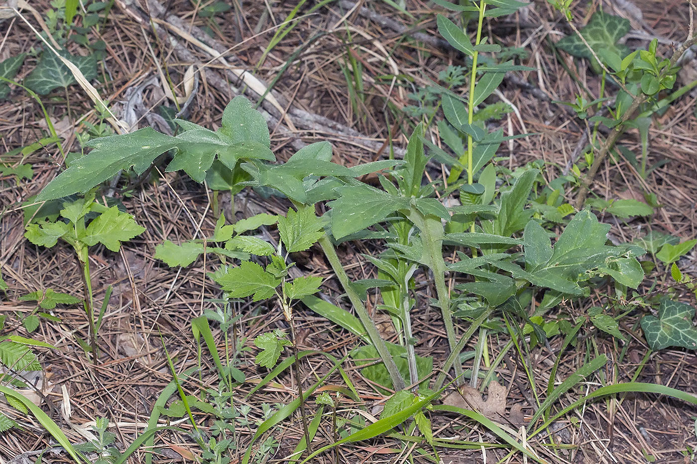 Image of familia Asteraceae specimen.