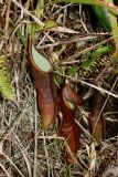 Nepenthes sanguinea