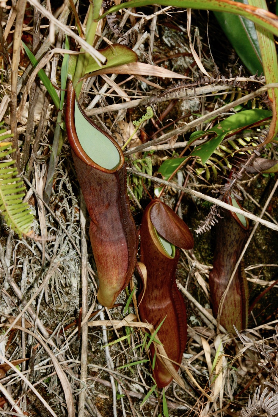 Изображение особи Nepenthes sanguinea.