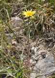 Tragopogon brevirostris