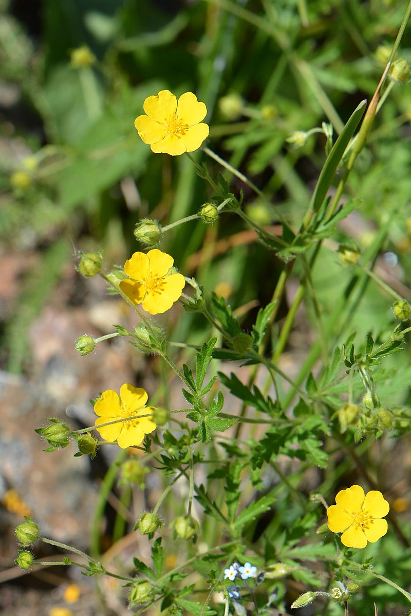 Image of Potentilla goldbachii specimen.