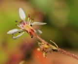 Micranthes laciniata