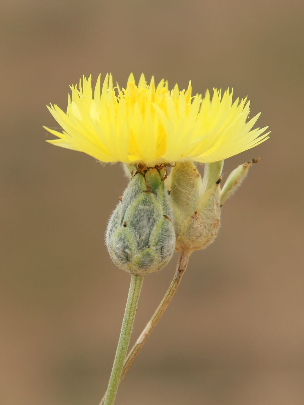 Image of Amberboa turanica specimen.