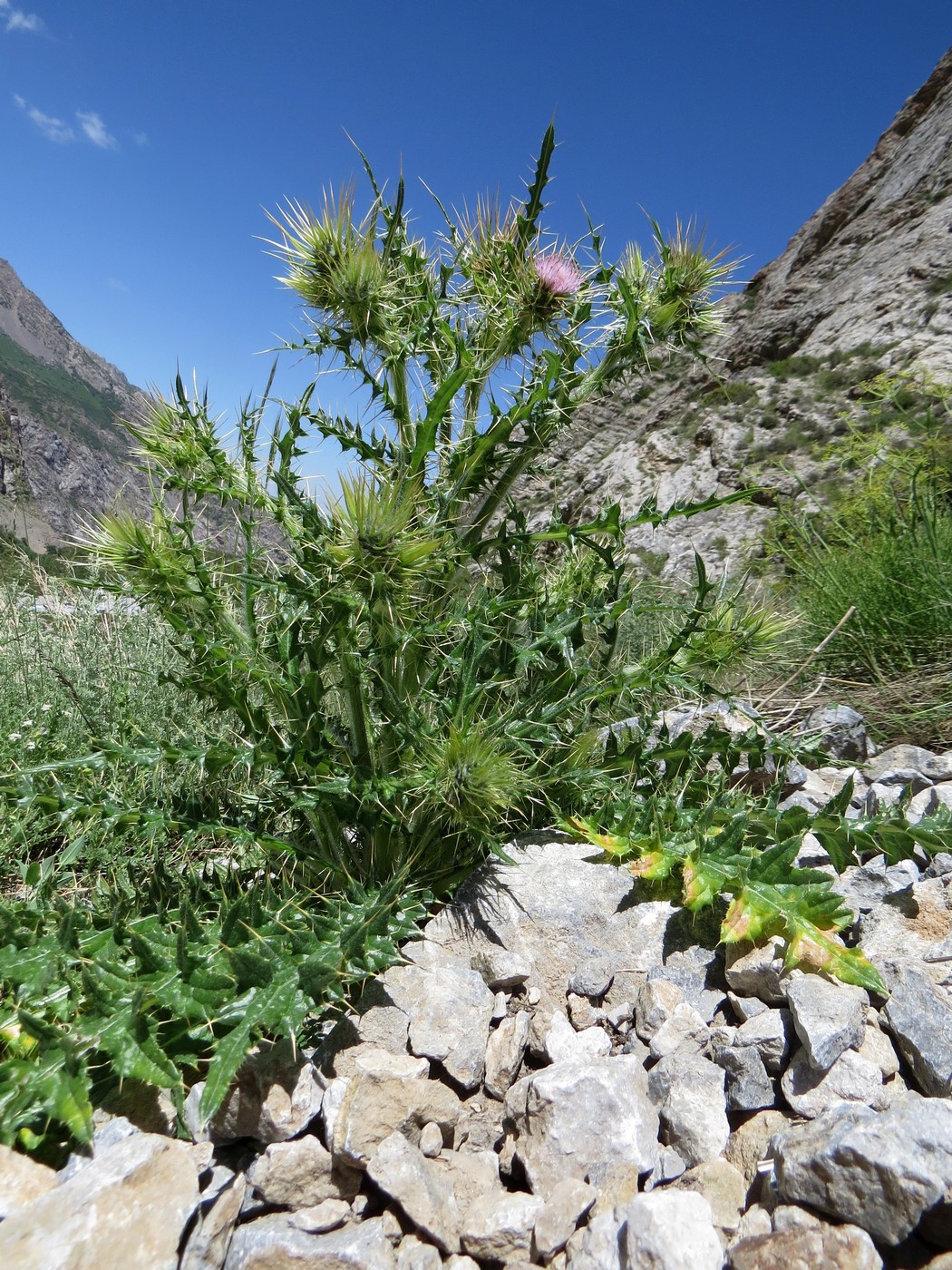 Image of Cirsium semenowii specimen.