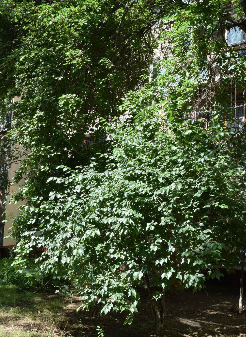 Image of genus Lonicera specimen.