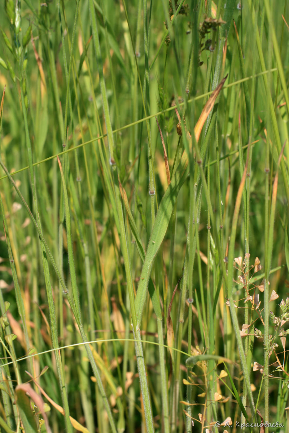 Image of Bromus hordeaceus specimen.