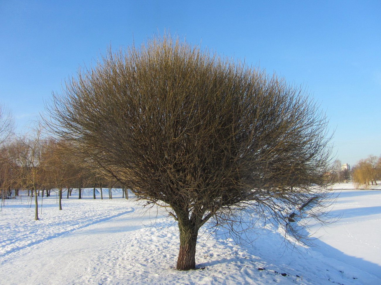 Изображение особи Salix fragilis var. sphaerica.