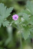 Geranium divaricatum. Соцветие и листья. Южный Казахстан, хр. Боролдайтау, северный склон (южнее Васильевки). 08.05.2010.