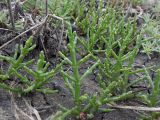 genus Salicornia