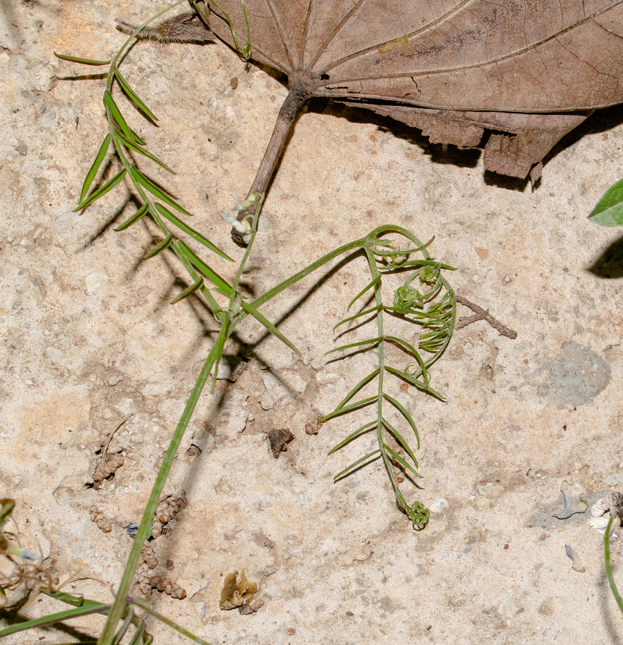 Изображение особи Vicia palaestina.