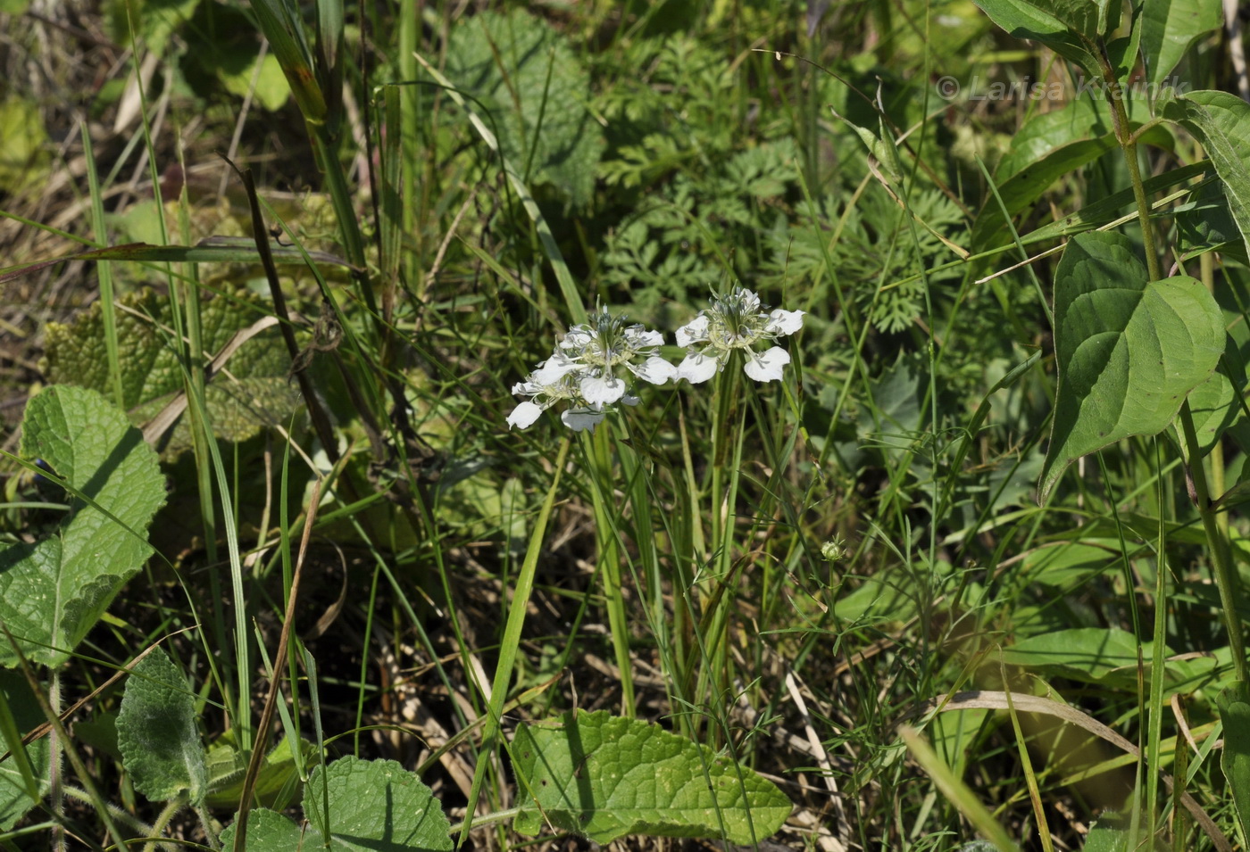 Image of Nigella arvensis specimen.