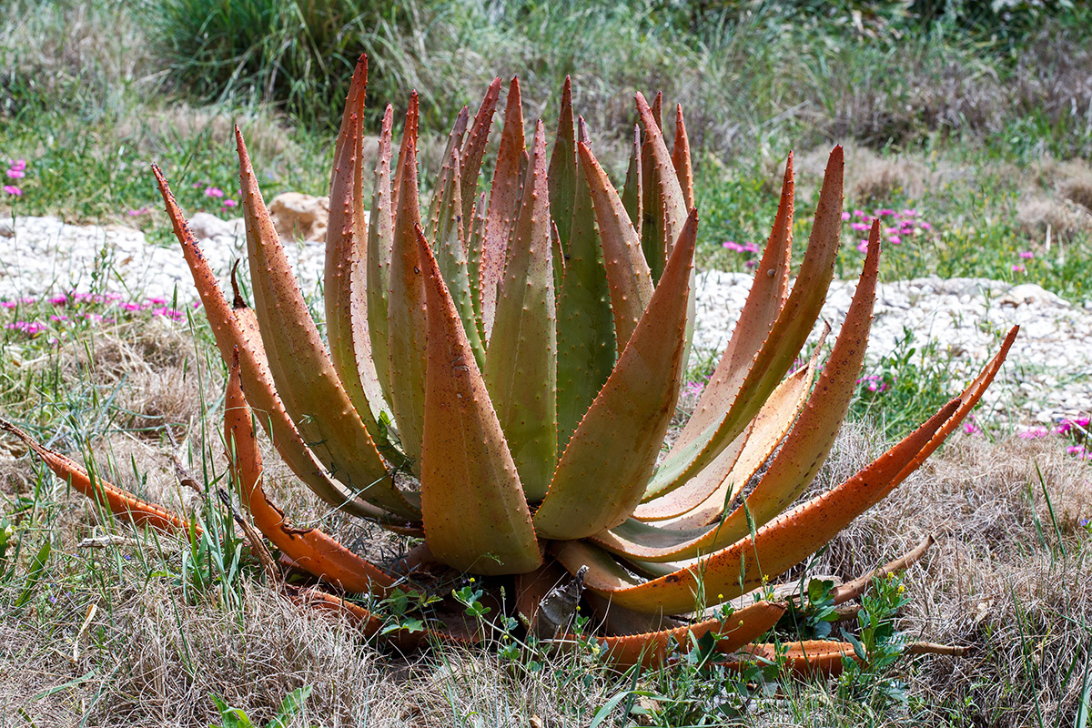 Image of Aloe aculeata specimen.