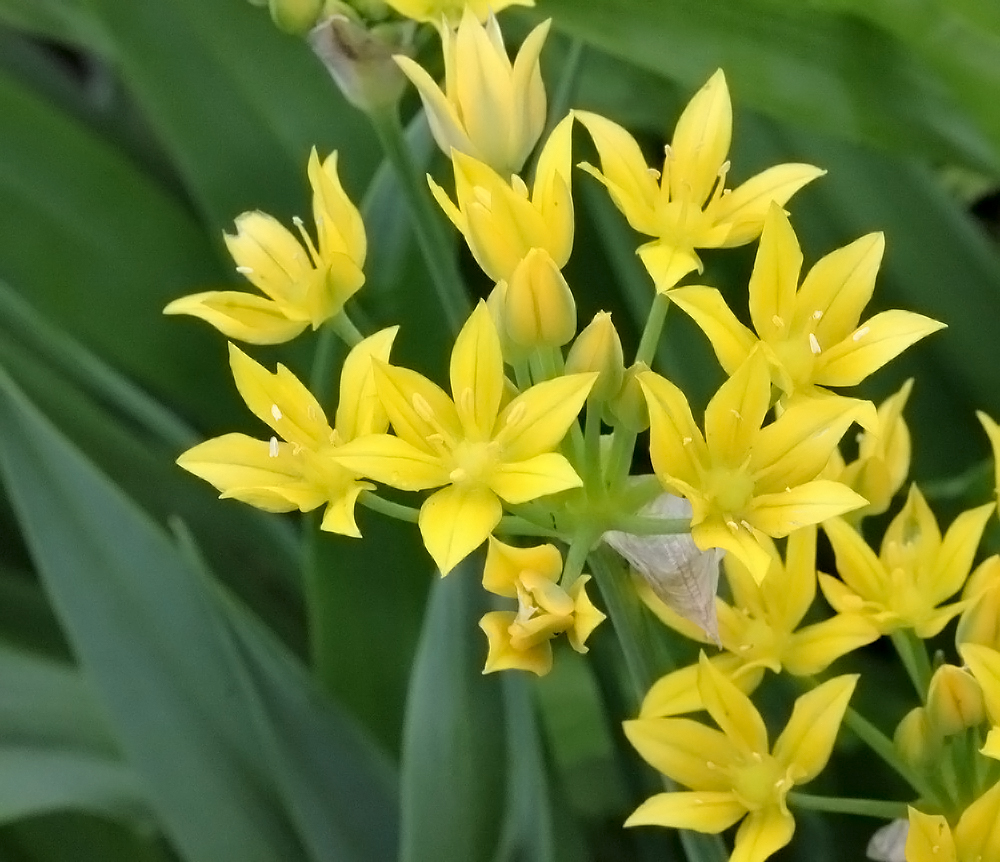 Image of Allium moly specimen.