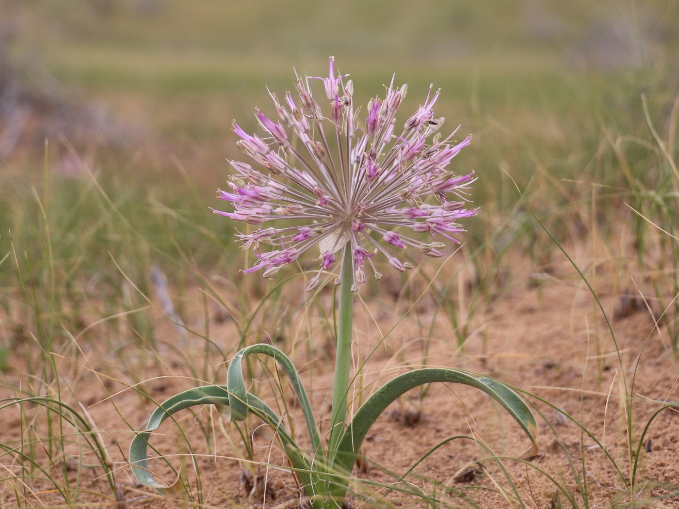 Изображение особи Allium caspium.