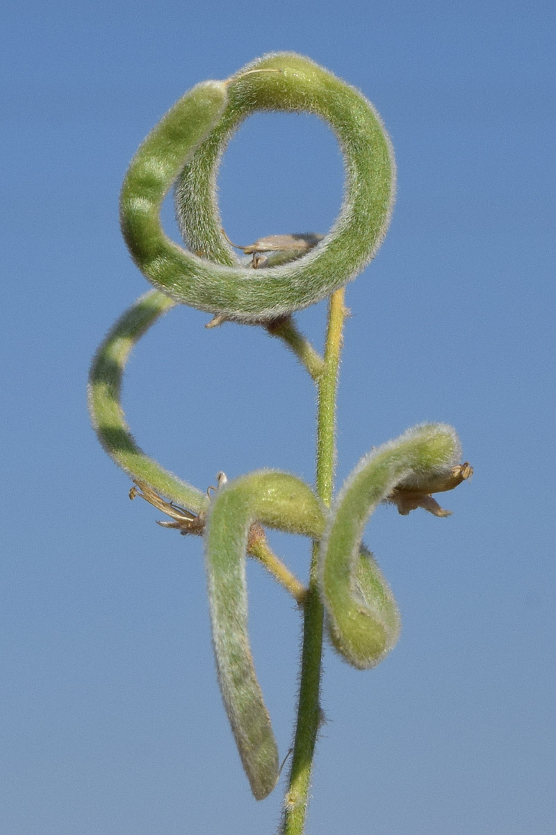 Image of Ammothamnus lehmannii specimen.