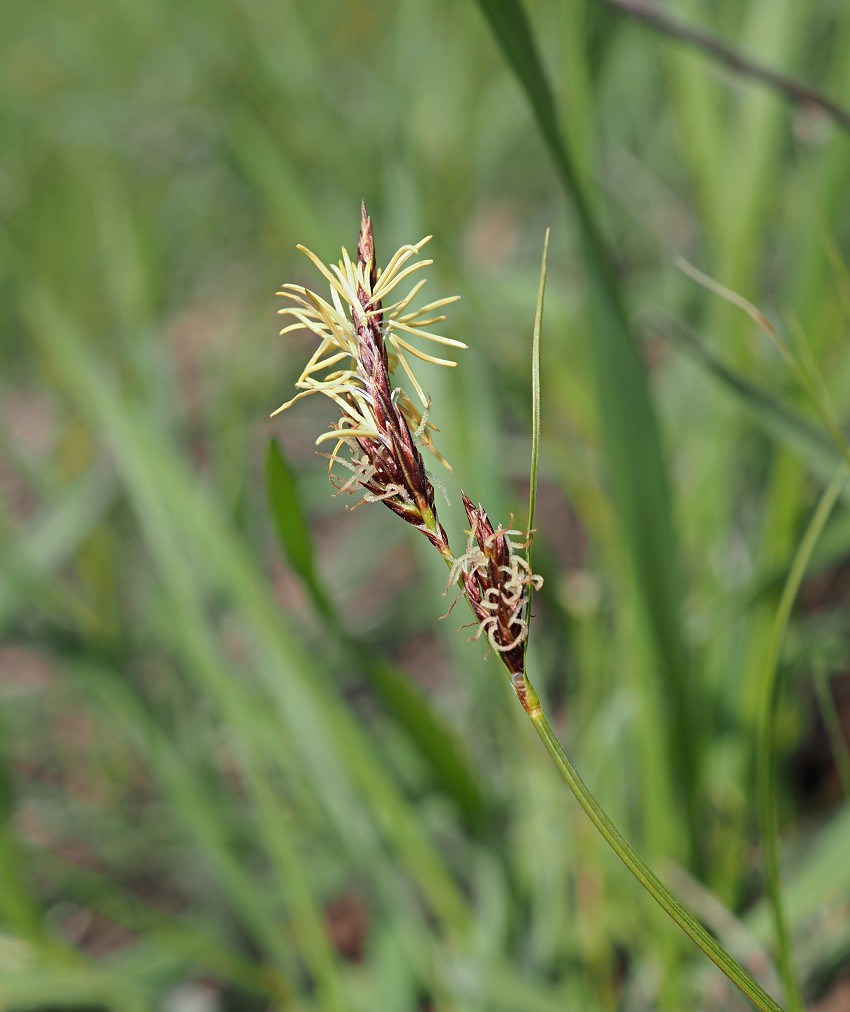 Изображение особи Carex supina.