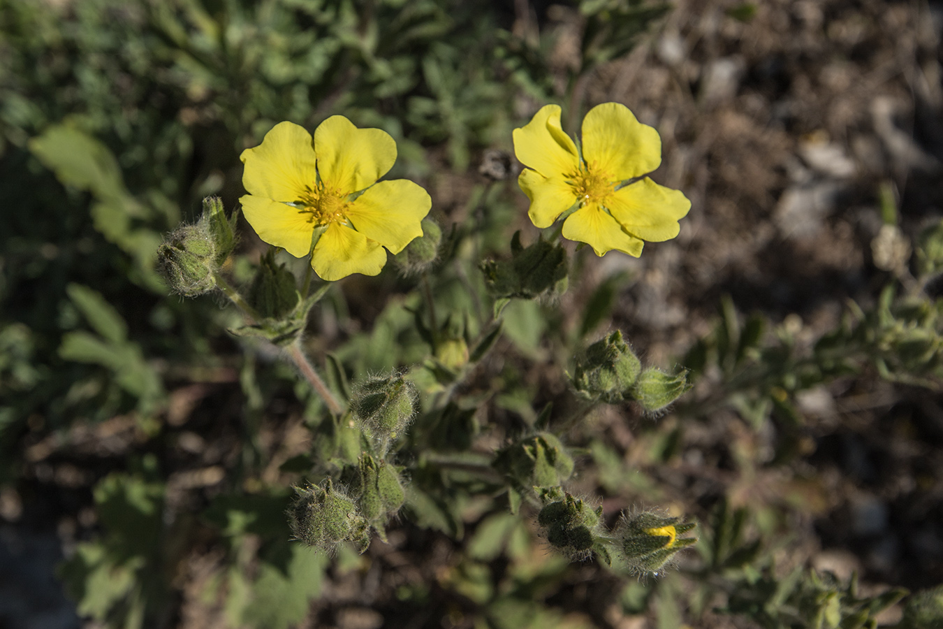 Image of Potentilla astracanica specimen.