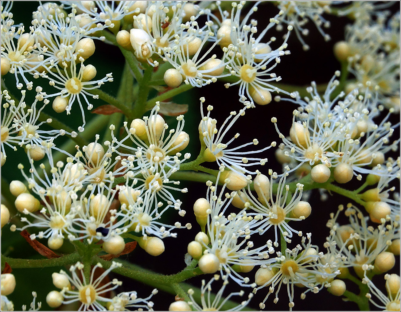 Image of Hydrangea petiolaris specimen.