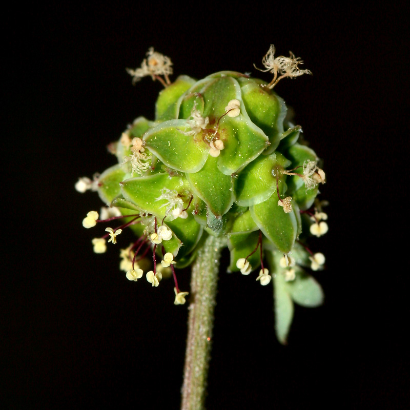 Image of Poterium polygamum specimen.