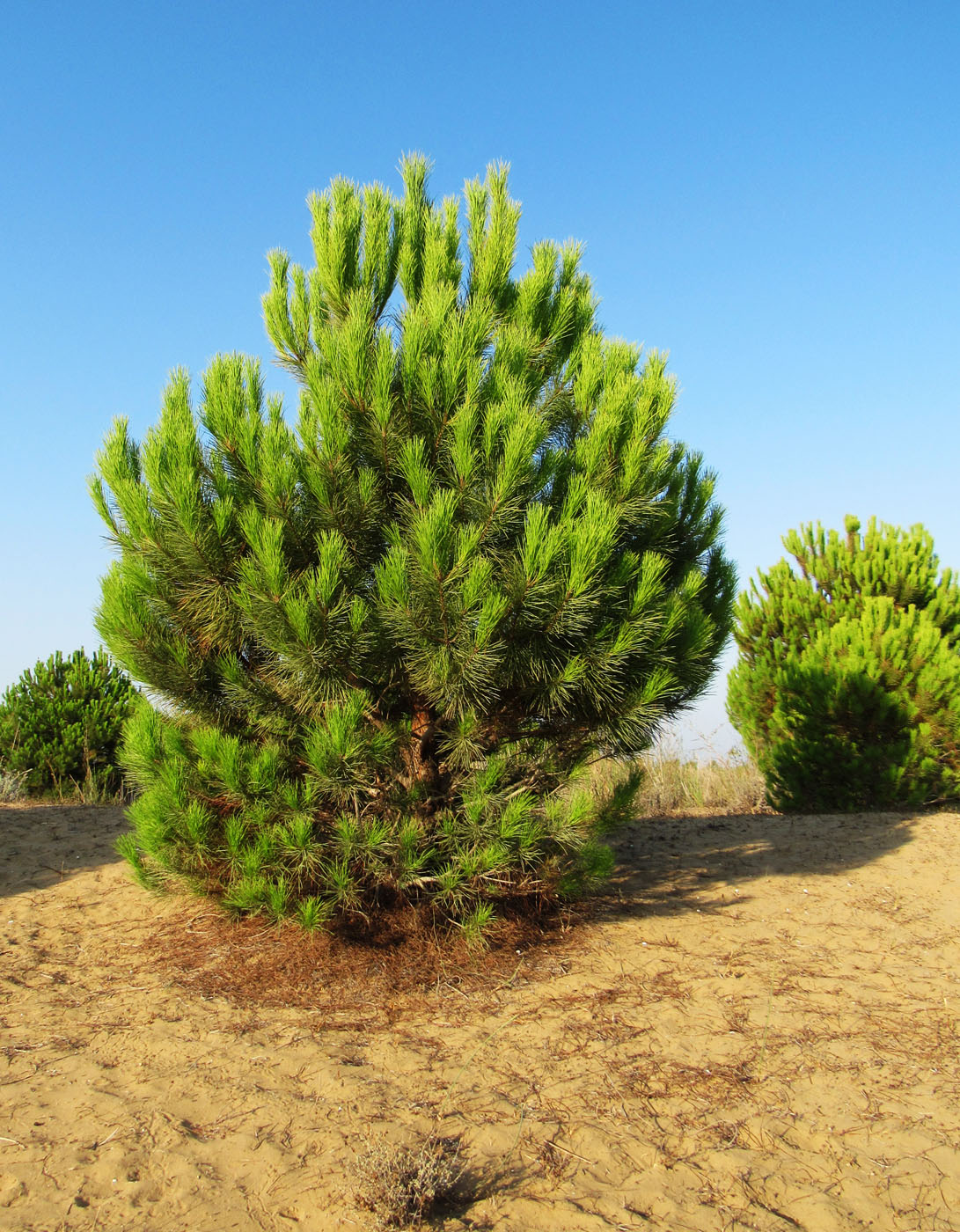 Изображение особи Pinus brutia.