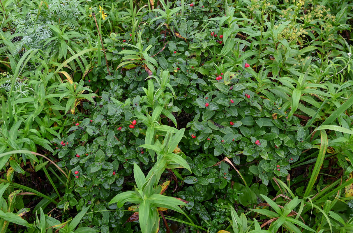 Image of Lonicera chamissoi specimen.