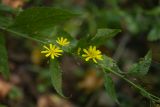 Lapsana grandiflora