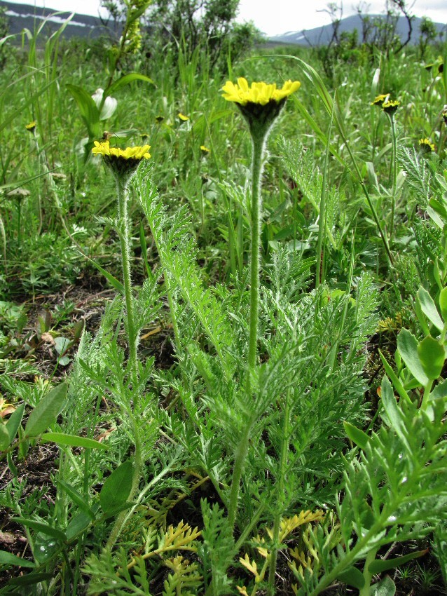 Image of Tanacetum bipinnatum specimen.