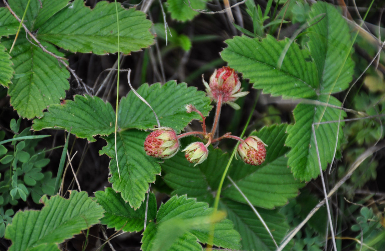 Image of Fragaria viridis specimen.