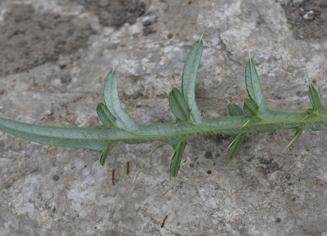 Изображение особи род Cirsium.