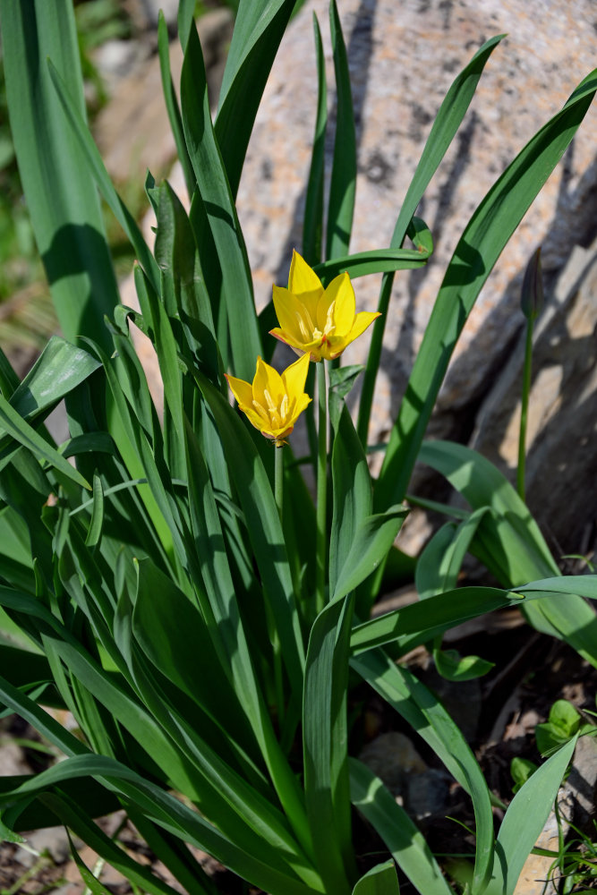 Изображение особи Tulipa anadroma.